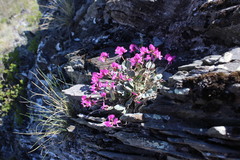 Gueldenstaedtia monophylla