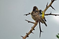 Crithagra atrogularis