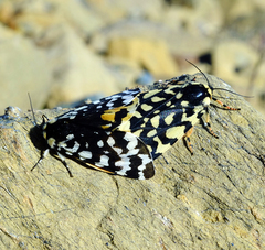 Acerbia alpina
