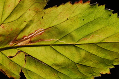 Stigmella villosella