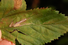 Stigmella villosella