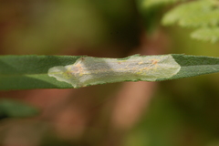 Calycomyza promissa