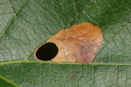 Antispila isabella