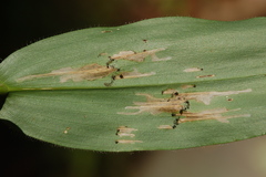 Cosmopterix clandestinella