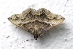 Hadennia maculifascia