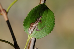 Stigmella rhamnicola