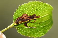 Stigmella rhamnicola