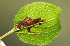 Stigmella rhamnicola