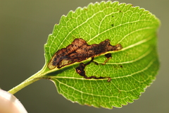 Stigmella rhamnicola