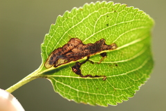 Stigmella rhamnicola