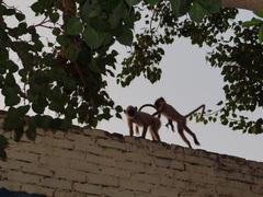 Semnopithecus entellus