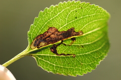Stigmella rhamnicola