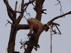 Semnopithecus entellus