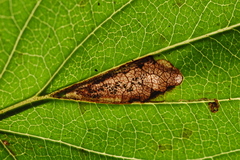 Stigmella rhamnicola