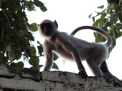 Semnopithecus entellus