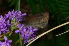 Cassionympha detecta