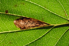 Stigmella rhamnicola