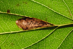 Stigmella rhamnicola