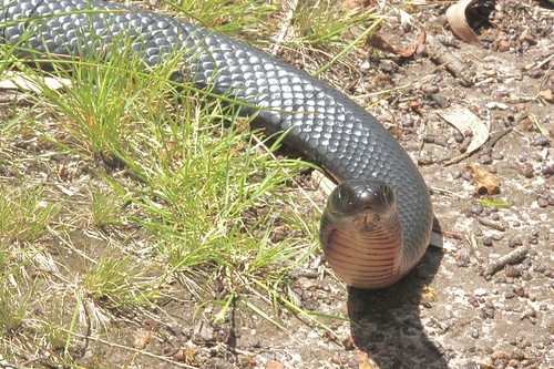 Red-bellied Black Snake sighting