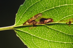 Stigmella rhamnicola