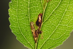 Stigmella rhamnicola