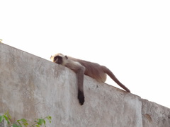 Semnopithecus entellus