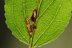 Stigmella rhamnicola