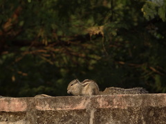 Funambulus pennantii