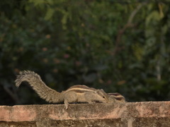 Funambulus pennantii