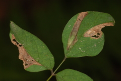 Macrosaccus morrisella