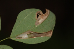 Macrosaccus morrisella