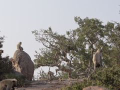 Semnopithecus entellus