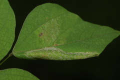 Macrosaccus morrisella