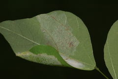 Macrosaccus morrisella