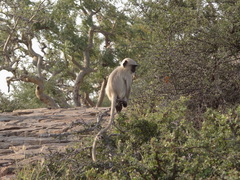 Semnopithecus entellus