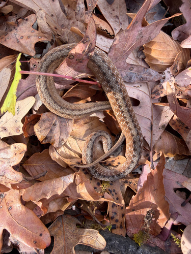 Brown Snake