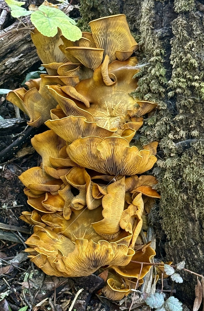 Omphalotus olivascens · November 2025 · photo: © hllrnnr (iNaturalist, cc0)