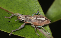 Naupactus optatus