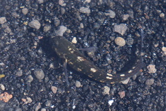 Istiblennius zebra