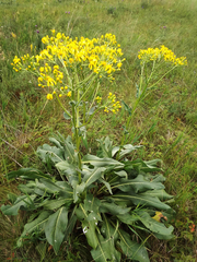 Senecio doria