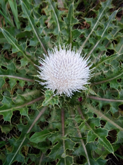 Cirsium acaule esculentum