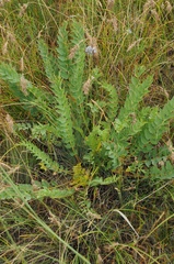 Astragalus sewertzovii