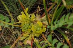 Astragalus sewertzovii