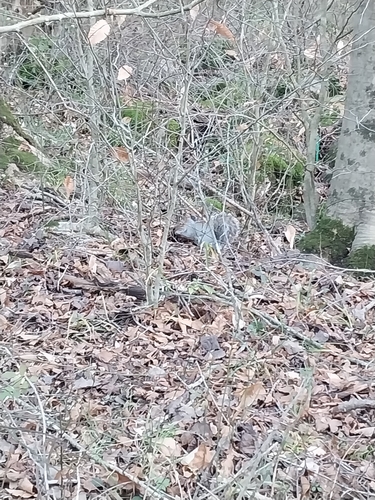 Eastern Gray Squirrel