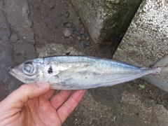 Trachurus trachurus
