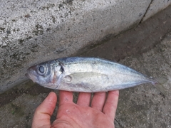 Trachurus trachurus