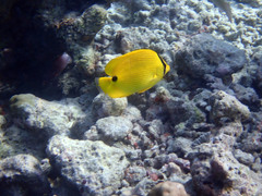 Chaetodon andamanensis