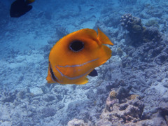 Chaetodon bennetti