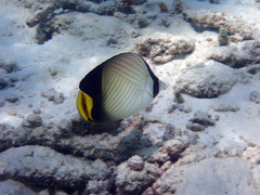 Chaetodon decussatus
