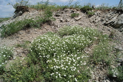Stellaria dichotoma